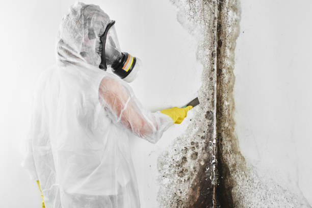 Best Mold Cleaning Services  in USA